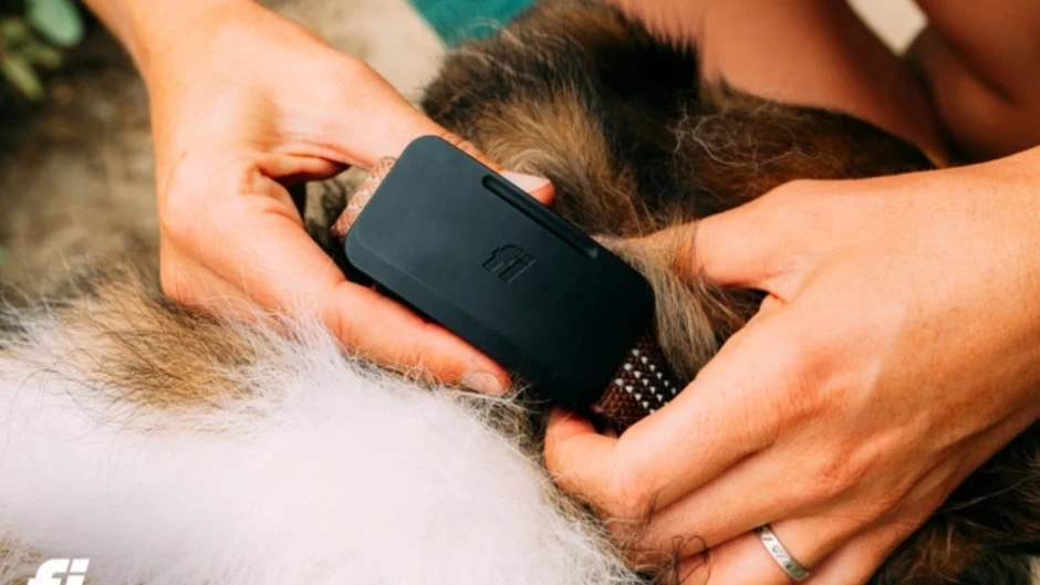 Uydu Bağlantılı Köpek Takip Cihazı Fi Ultra Tanıtıldı: Starlink Desteğiyle Kapsama Sorunu Azalıyor